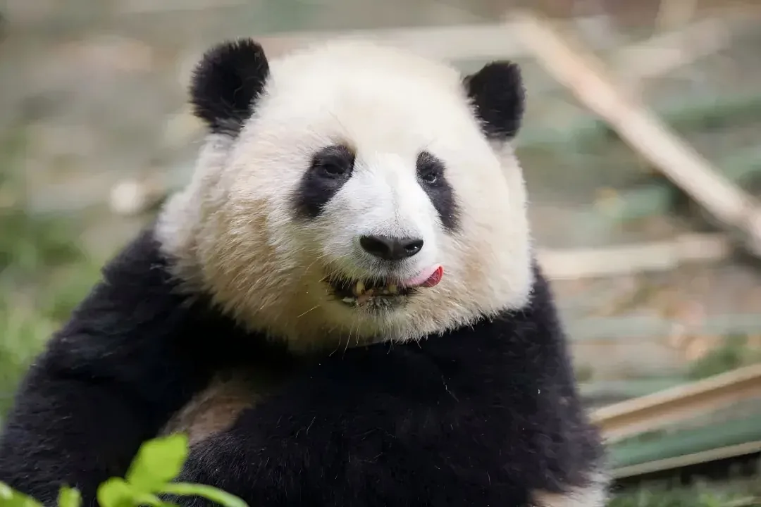 Watermarked MFW reference image for Chengdu Panda Base: Transport, Tickets, and Avoiding Crowds.